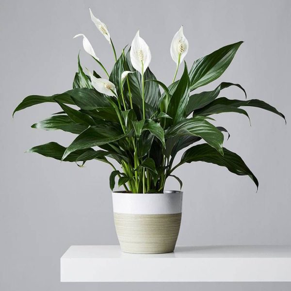 Festive Holly & Ivy Basket - Image 2