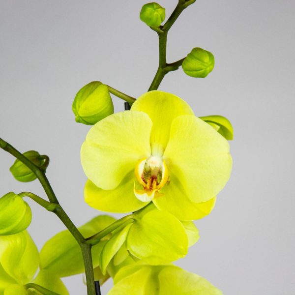 Golden Tulip & Orchid Bouquet - Image 3