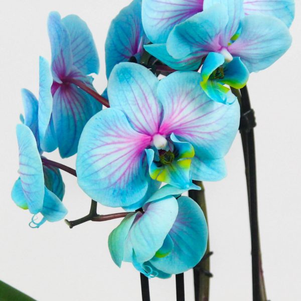 Golden Tulip & Orchid Bouquet - Image 2