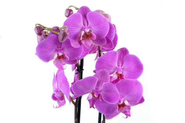 Golden Tulip & Orchid Bouquet - Image 4