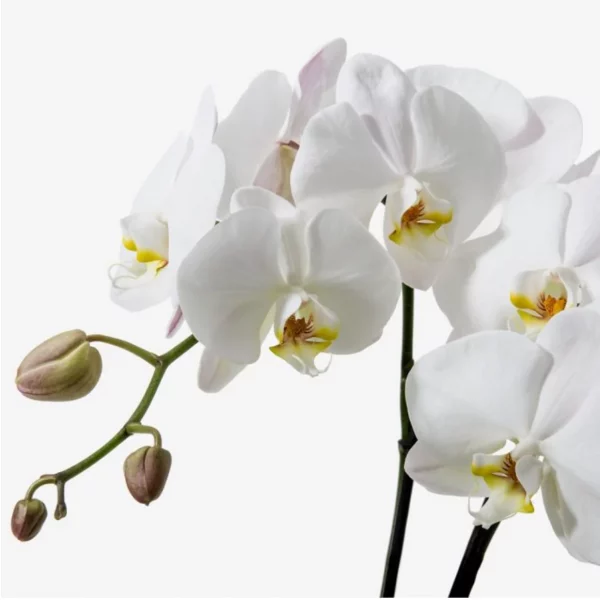 Golden Tulip & Orchid Bouquet