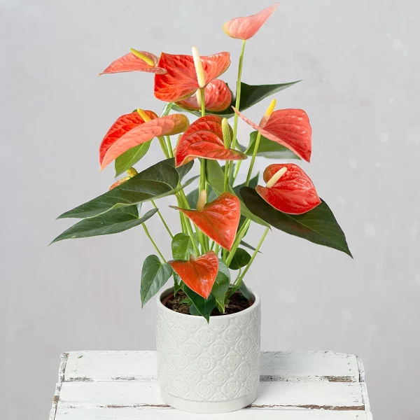 Tropical Mango & Hibiscus Wreath - Image 2